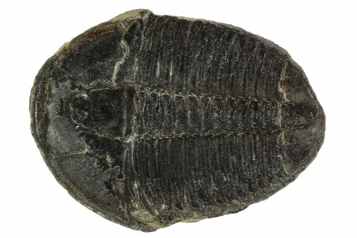 Elrathia Trilobite Fossil - Utah #108650